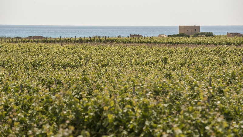 Cantine Pellegrino