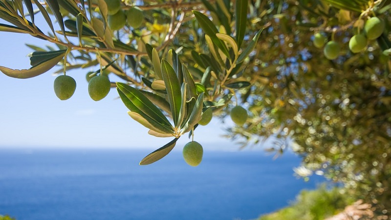 Olio olive
