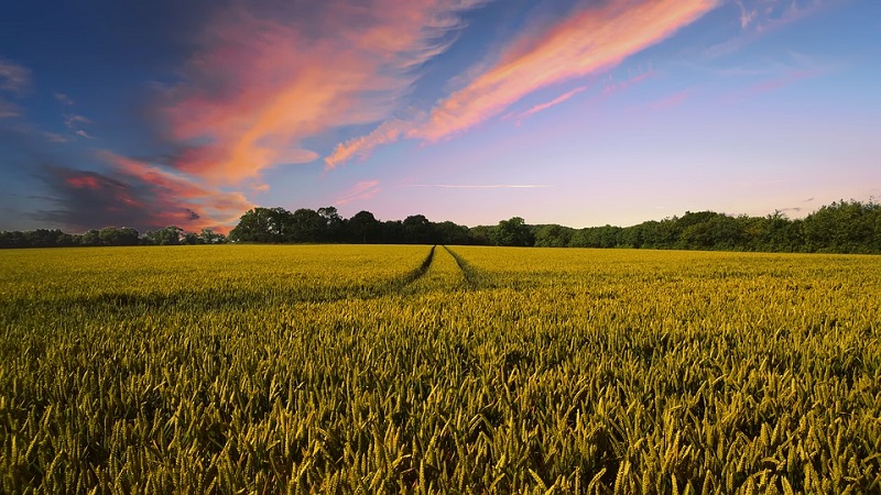 RI-coltiviAMO il Futuro. Costruire insieme un sistema agroalimentare sostenibile e inclusivo