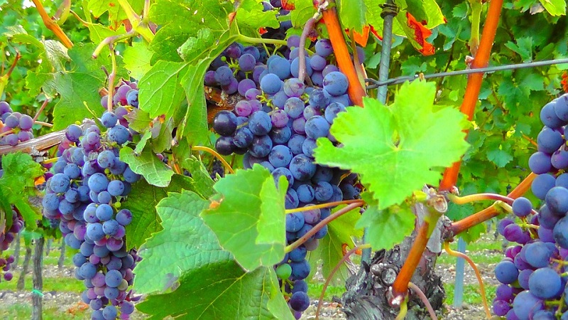 Festa del Mosto Rosolini vino uva