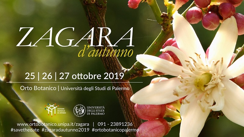 Zagara d'autunno 2019 Orto Botanico Palermo