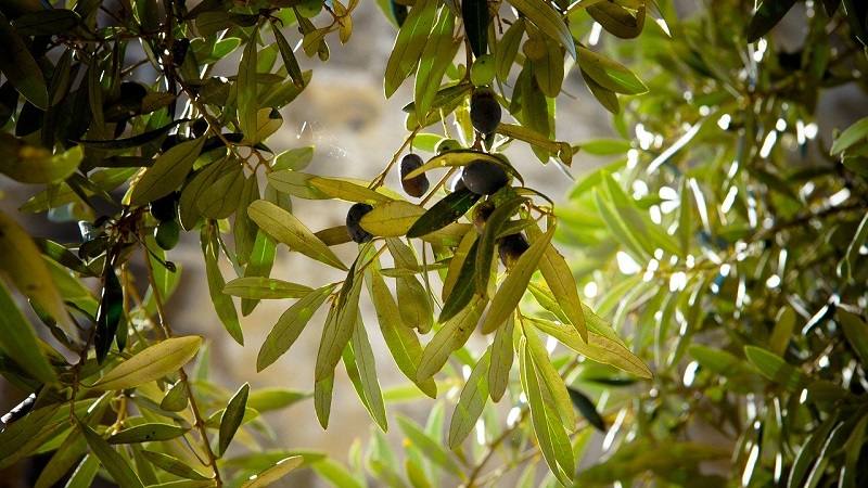 Sagra dell'Ulivo Finale di Pollina