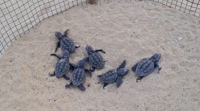 tartarughe caretta caretta sulla spiaggia della Guitgia a Lampedusa