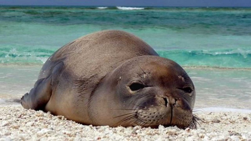 foca monaca Lampedusa mare delle Pelagie